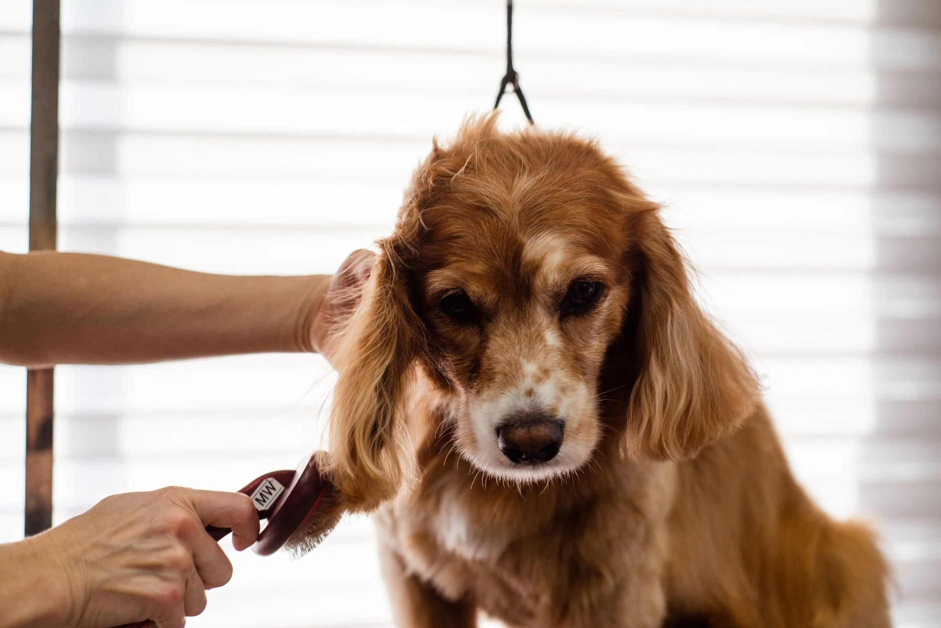 pet-friendly cleaning